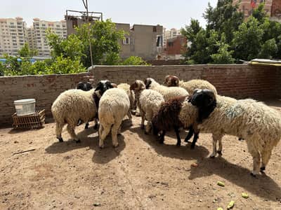 خرفان برقي حر تربيه بيتي