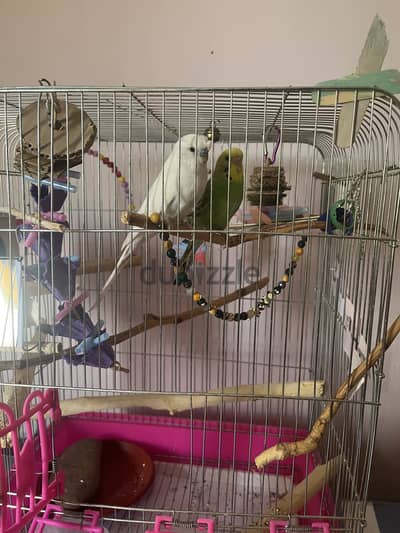 جوز بادجي استرالي مع كل مشتملات two budgies with full setup