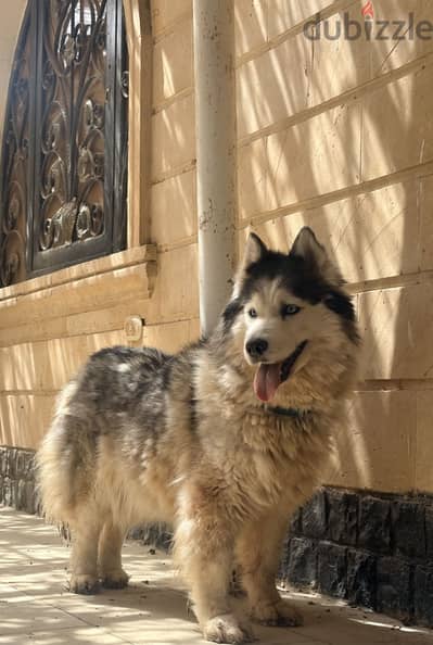 2 Female Huskies for Sale