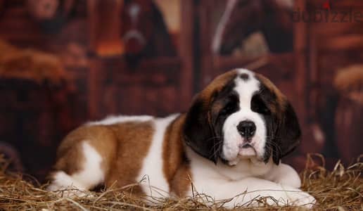 Saint Bernard Puppy from Russia