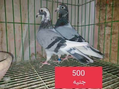 حمام ثقيل بيور