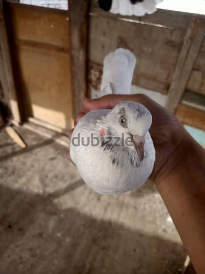 نتايا بكستاني