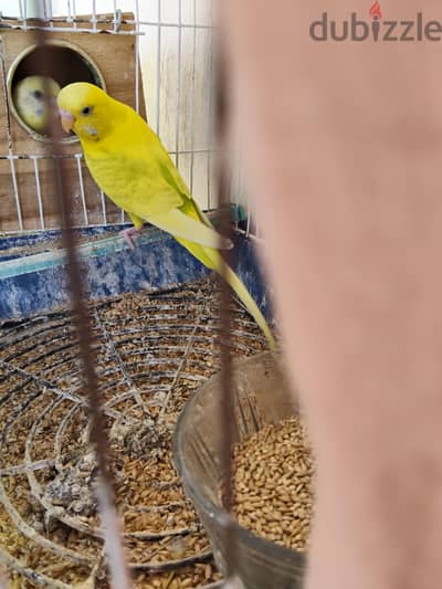 سيدي بشر شارع القاهره