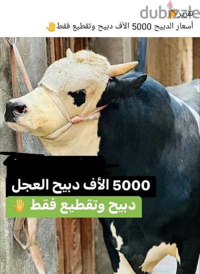 جزار لحد باب البيت