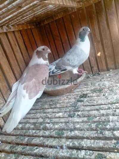 جديله خلف عمارة 11 شارع مسجد الخولى