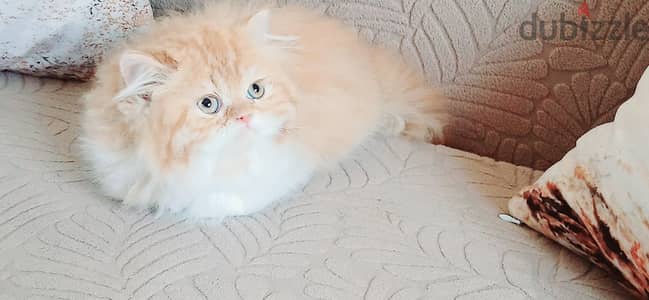 كيتنن بيرشن ذكر ريد باى كلر ٥٥ يوم مدرب ومطعم حشرات