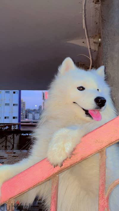 Male Samoyed for sale