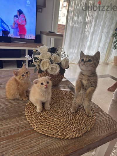 Scottish Fold 3 month They are very smart and make toilets i