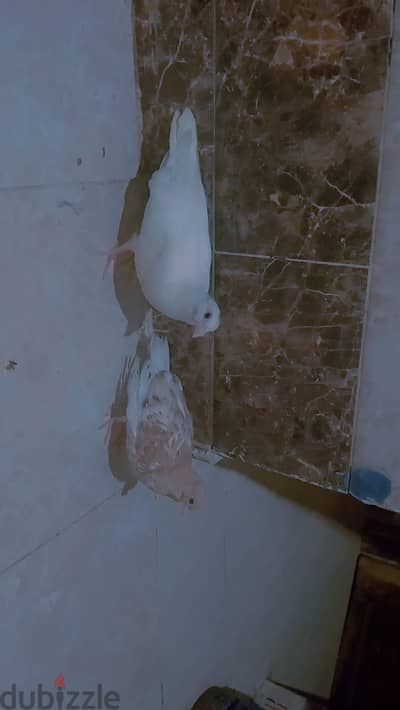 قص زغليل استرالي