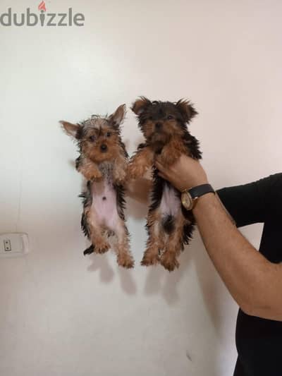 tow toys dog Yorkshire male and female