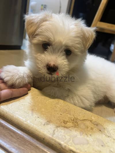 Maltese dog at Alexandria