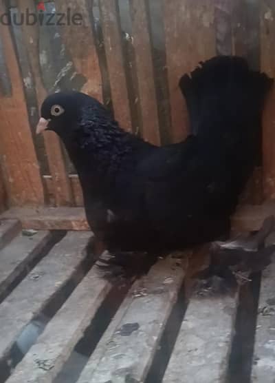 مصر القديمه