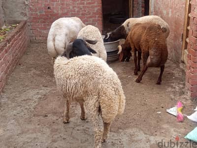 اضحى العيد