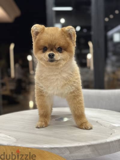 Pomeranian ذكر بومرينيان للزواج