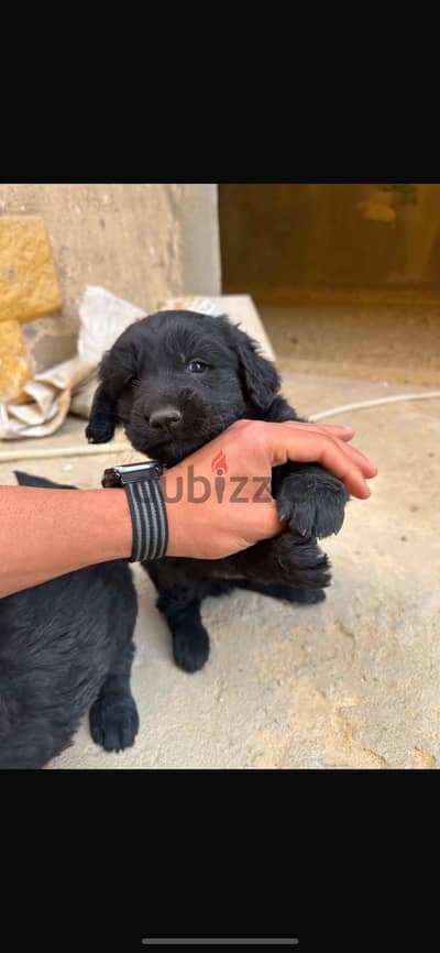 كلب بلاك رتريفر شهرين