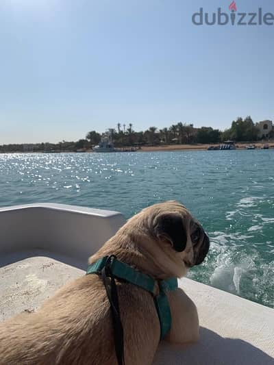 mini pug