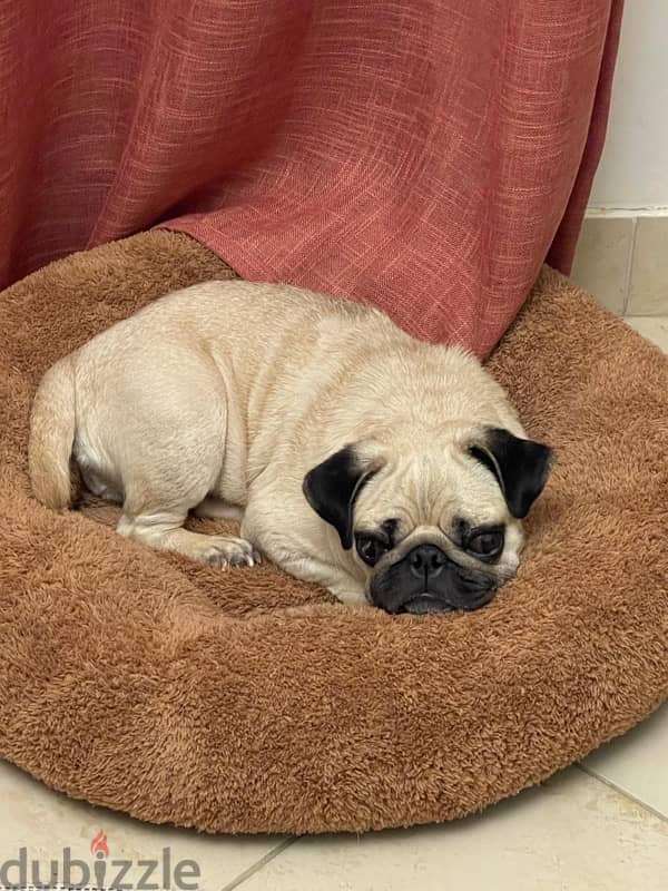 mini pug 1