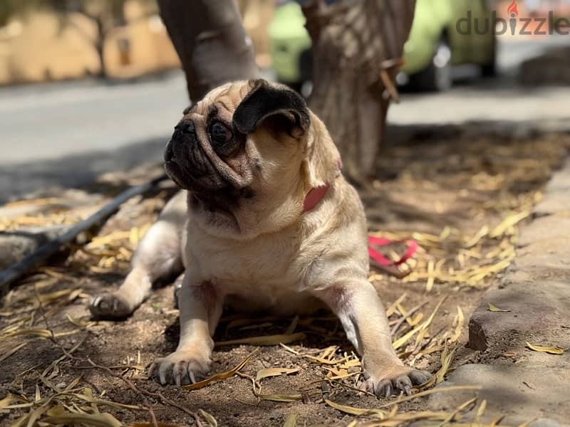mini pug 2