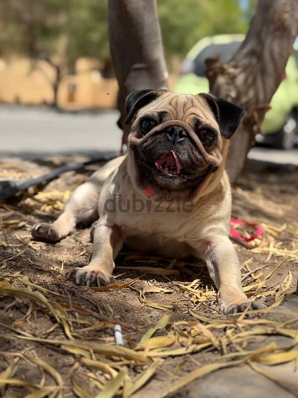 mini pug 3