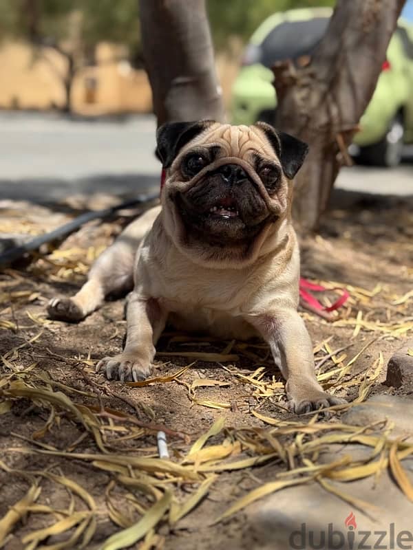 mini pug 4