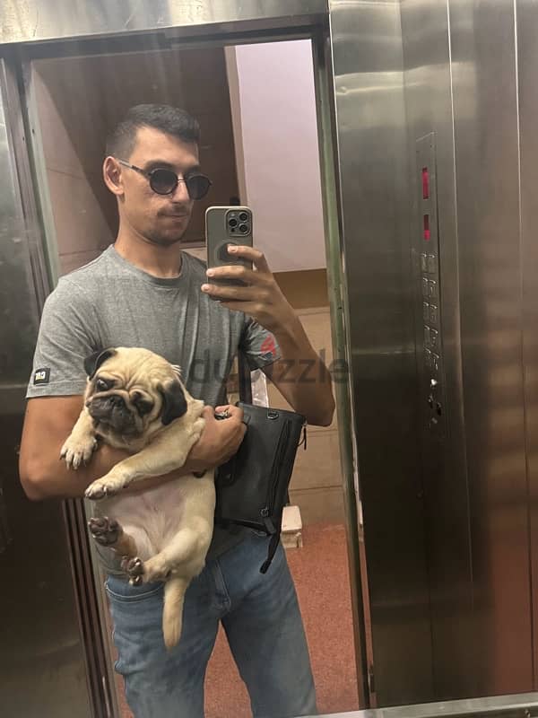 mini pug 5