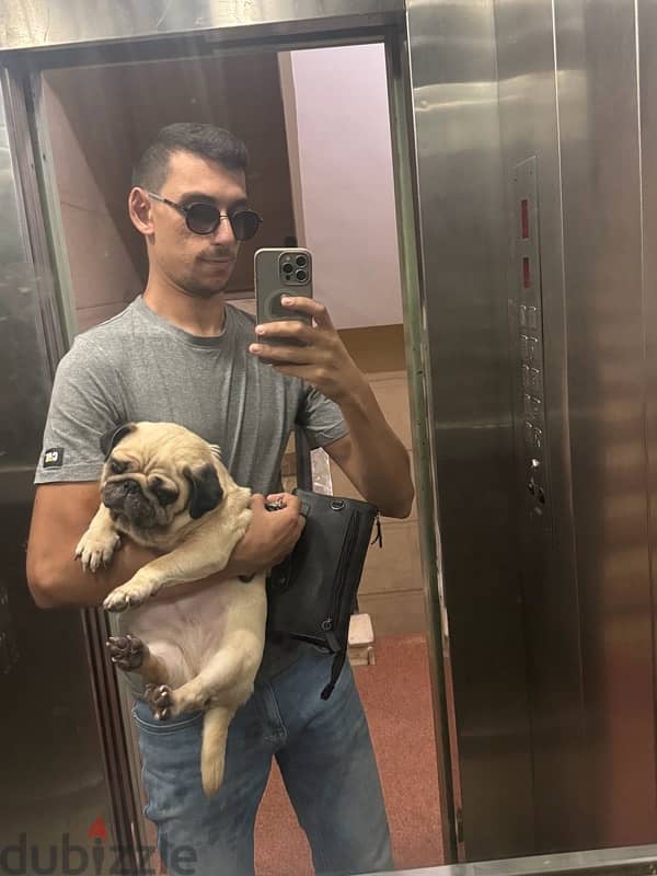 mini pug 6