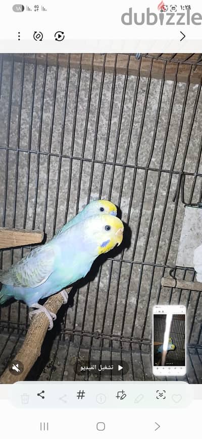 مطلوب دكر رينبو شغال