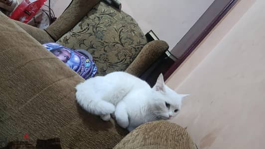قطه للتبني