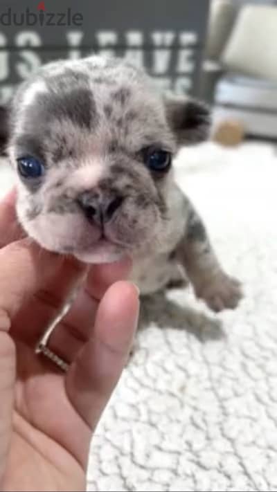 French Bulldog فرينش بولدوج
