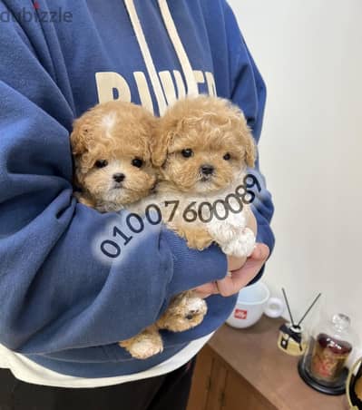 مالتي بوو-توي بودل-Maltipoo