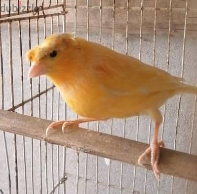 ذكر كناري شغال عمره سنة وشهرين