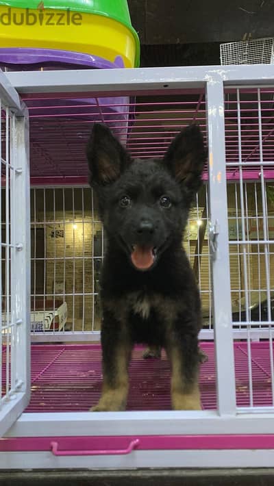 Best German shepherd puppies for sale 