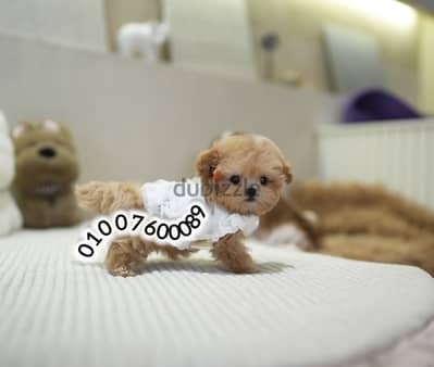 مالتي بو-Maltipoo puppies pure quality