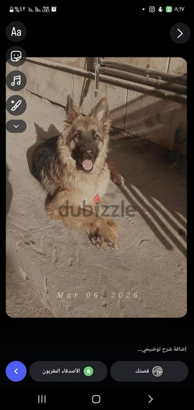 جرمن شبر