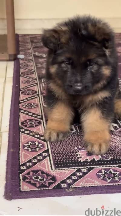 جيرمن شيبرد German Shepherd