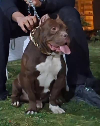 American Bully male