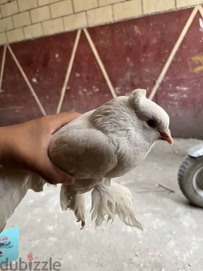 ‏الخصوص