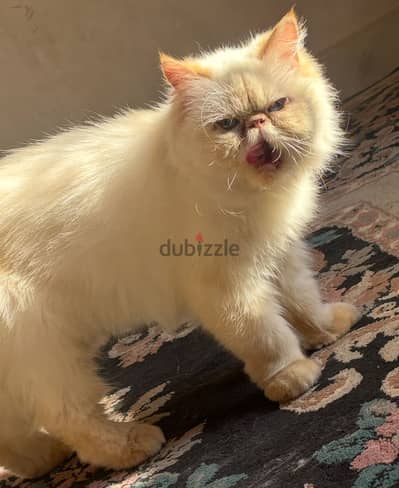 همالايا اورنج