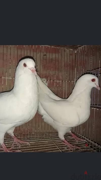 للبيع عدد ٤ ذكره لاحم بيور نهائي ١٢٠٠ ج الاربعه