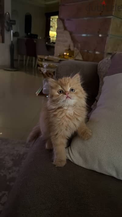 قطه بنت بيرشن عندها ٣ شهور