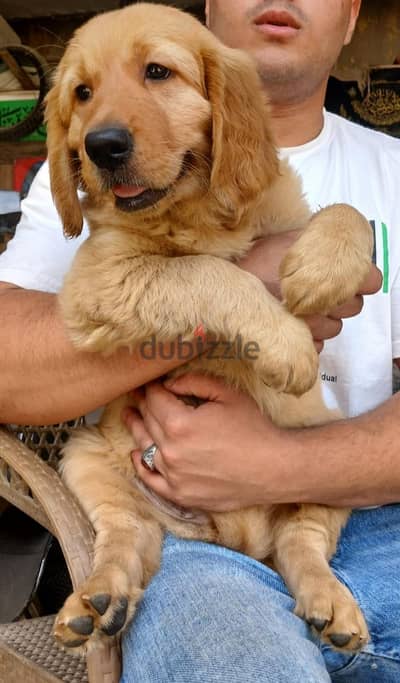 Chinese golden retriever