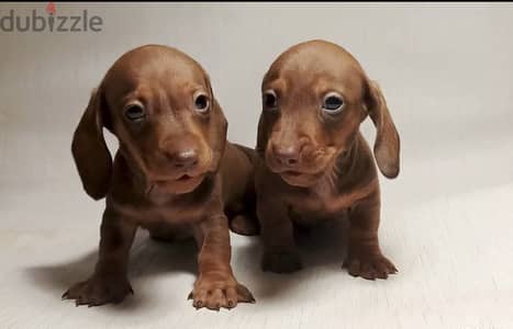 Dachshund puppies imported from Russia