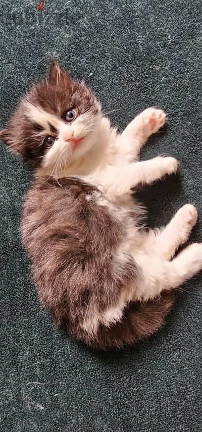Little Persian Cat For Sale