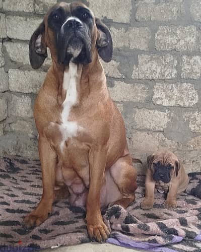 female mastiff