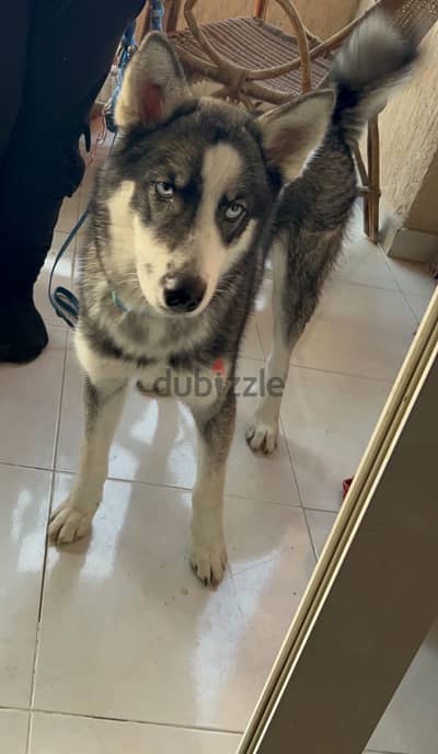 Husky boy 2 years full vaccinated