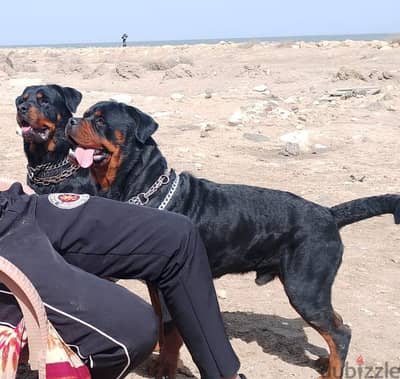 سنه وسبع شهور
