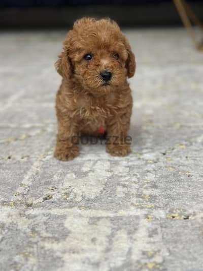 toy poodle