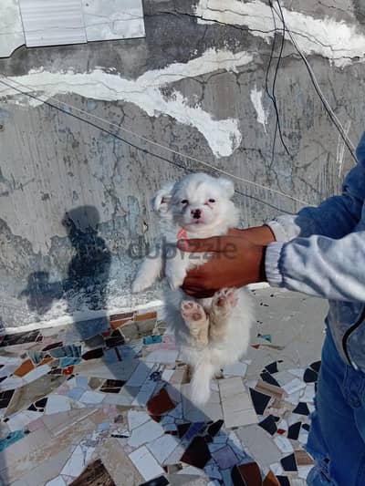 مطار النزهه اسكندريه