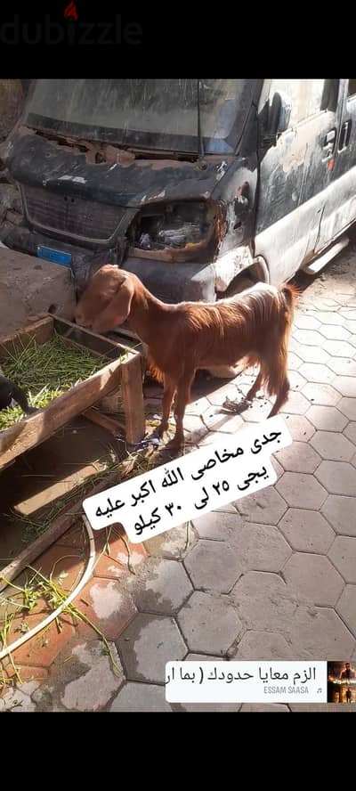 الجيزة