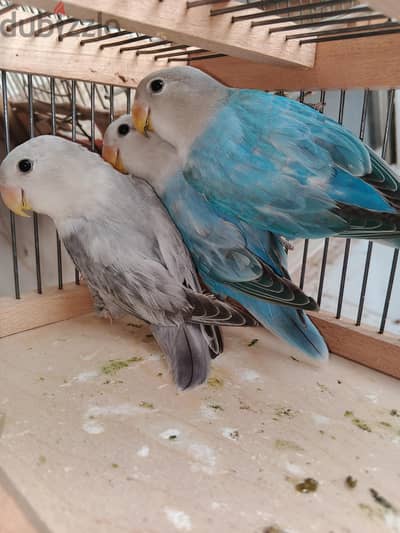 شباب روز